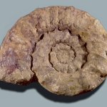 L’ammonite Euaspidoceras che nuotava nella Tetide del Mesozoico - Foto Arch.Museo Gemmellaro